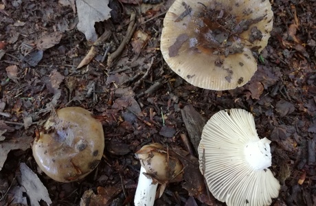 Camembert-Täubling (Russula amoenolens) - © Bernard Wieser